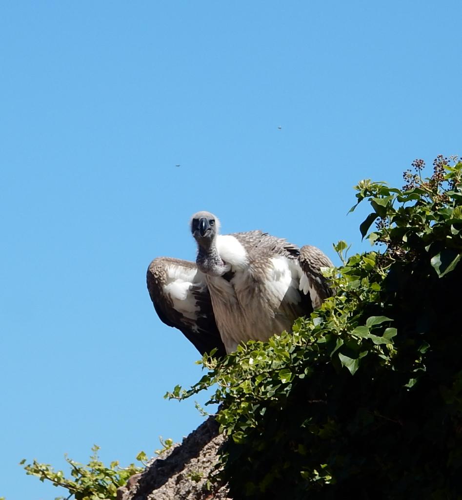 Vautour Fauve